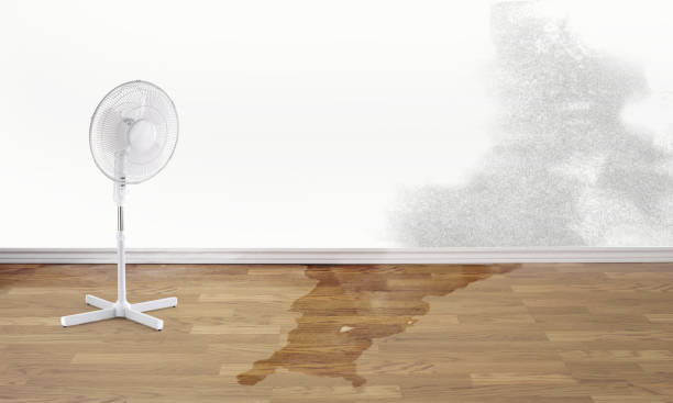 Best Basement water damage restoration  in Rm Beach, WA