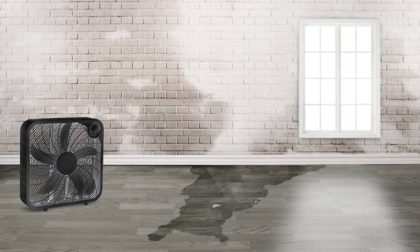 Best Carpet water damage restoration  in Rm Beach, WA
